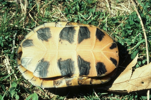 Blanding's Turtle