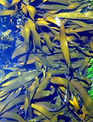 Laminaria sinclairii