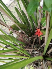 Carludovica palmata