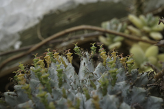 Euphorbia horrida