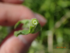 Erigeron philadelphicus