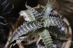 Orthophytum gurkenii