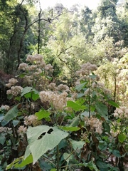 Ageratina grandifolia