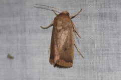 Proteuxoa porphyrescens