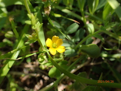 Oxalis corniculata