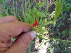 Justicia brasiliana