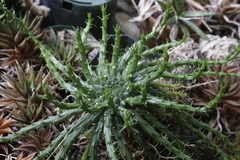 Euphorbia flanaganii