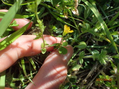Oxalis corniculata