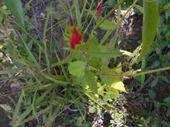 Justicia brasiliana