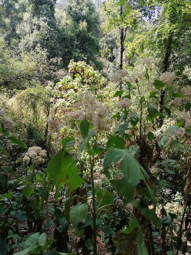 Ageratina grandifolia, photograph 1