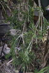 Rhipsalis mesembryanthemoides