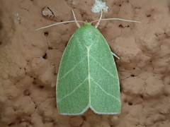 Bena bicolorana