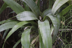 Billbergia amoena