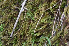 Thamnobryum alopecurum