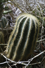 Parodia magnifica