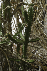 Euphorbia persistentifolia