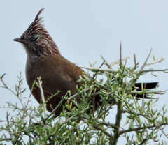 Rhinocrypta lanceolata