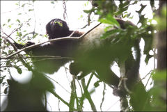Propithecus edwardsi