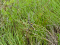 Argiope argentata