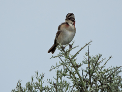 Zonotrichia capensis