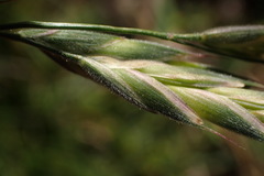 Bromus lithobius
