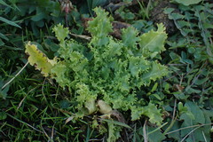 Cichorium endivia