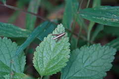 Phlaeoba antennata