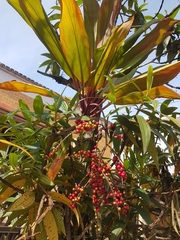 Cordyline fruticosa