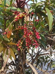 Cordyline fruticosa