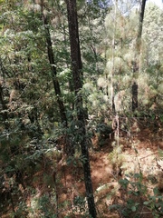 Quercus scytophylla
