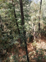 Quercus scytophylla