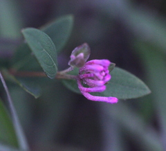 Wikstroemia monnula