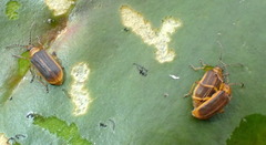 Galerucella nymphaeae