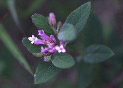 Wikstroemia monnula