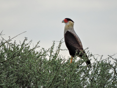 Caracara plancus