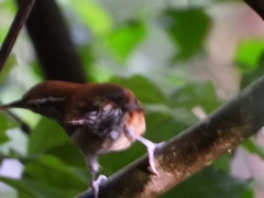 Thryophilus rufalbus