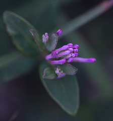 Wikstroemia monnula