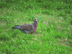 Patagioenas picazuro