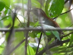 Thryophilus rufalbus