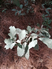 Quercus scytophylla