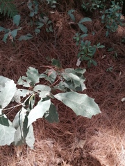 Quercus scytophylla