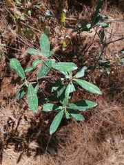 Ternstroemia lineata