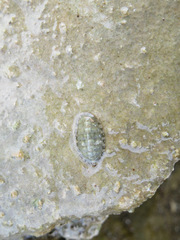 Cyanoplax keepiana
