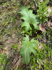 Silphium compositum compositum