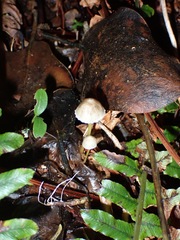 Mycena subviscosa