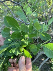 Ptelea trifoliata mollis