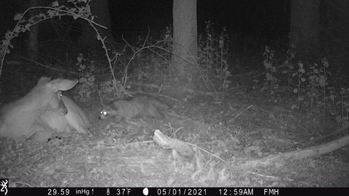 Common Raccoon photographed in Maryland