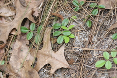 Tephrosia florida