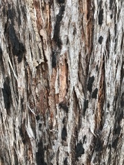 Eucalyptus tindaliae