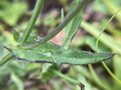 Emilia sonchifolia image